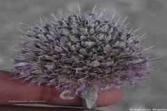 Allium carolinianum